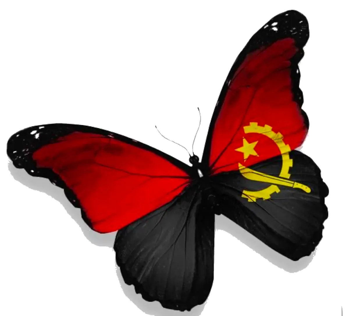 Borboleta com as cores da bandeira de Angola, símbolo de transformação